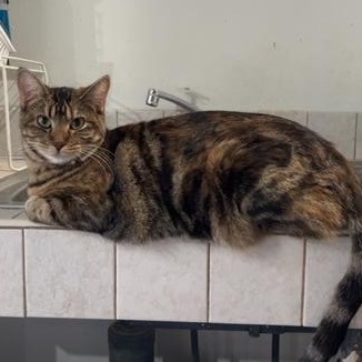 Enlarge Becca, an adoptable Domestic Short Hair in Devils Lake, ND image 1/1