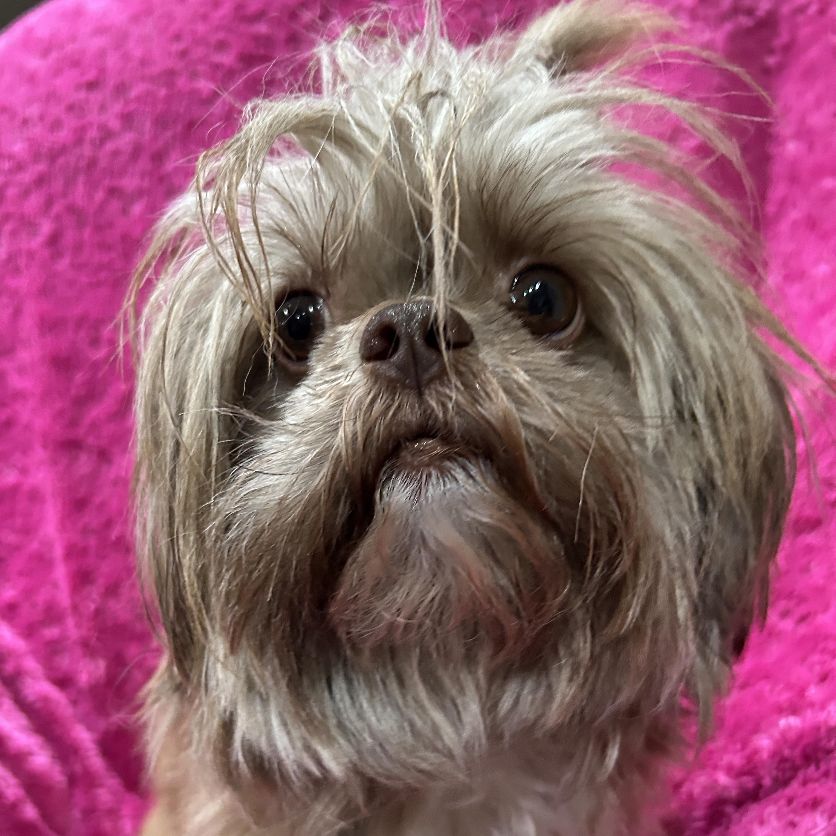 Enlarge Destiny, a ADOPTABLE Shih Tzu in Sarasota, FL image 1/4