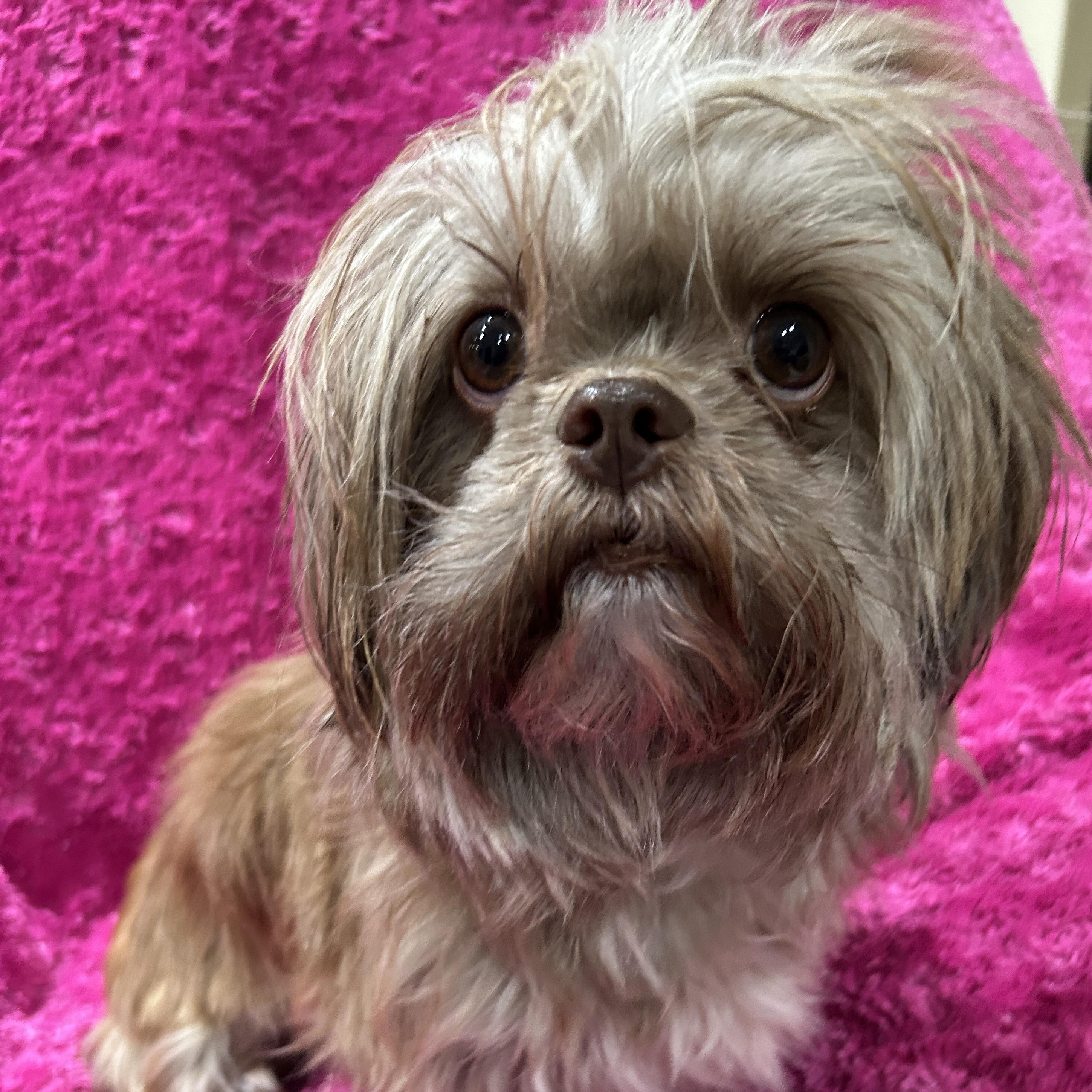 Enlarge Destiny, a ADOPTABLE Shih Tzu in Sarasota, FL image 3/4