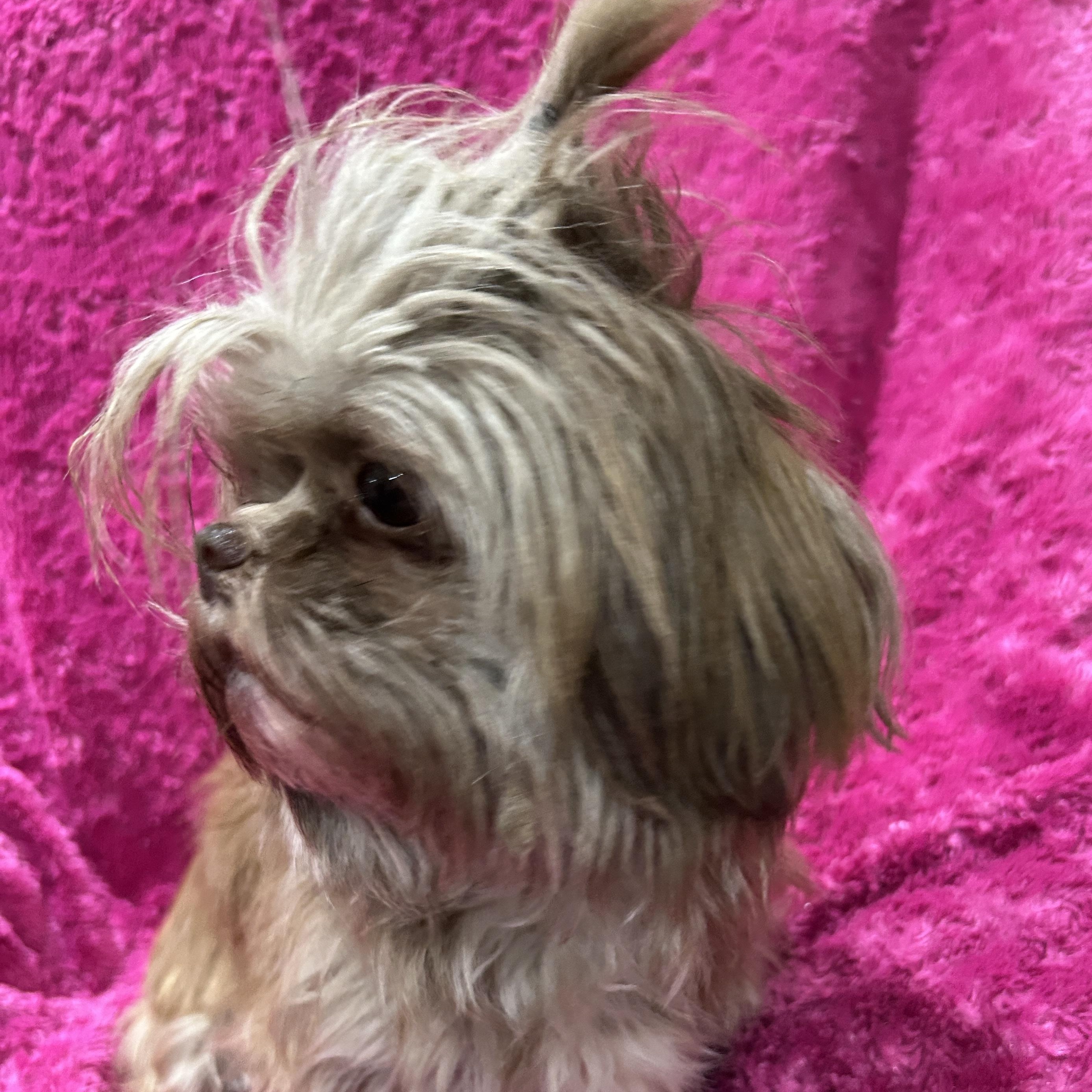 Enlarge Destiny, a ADOPTABLE Shih Tzu in Sarasota, FL image 2/4
