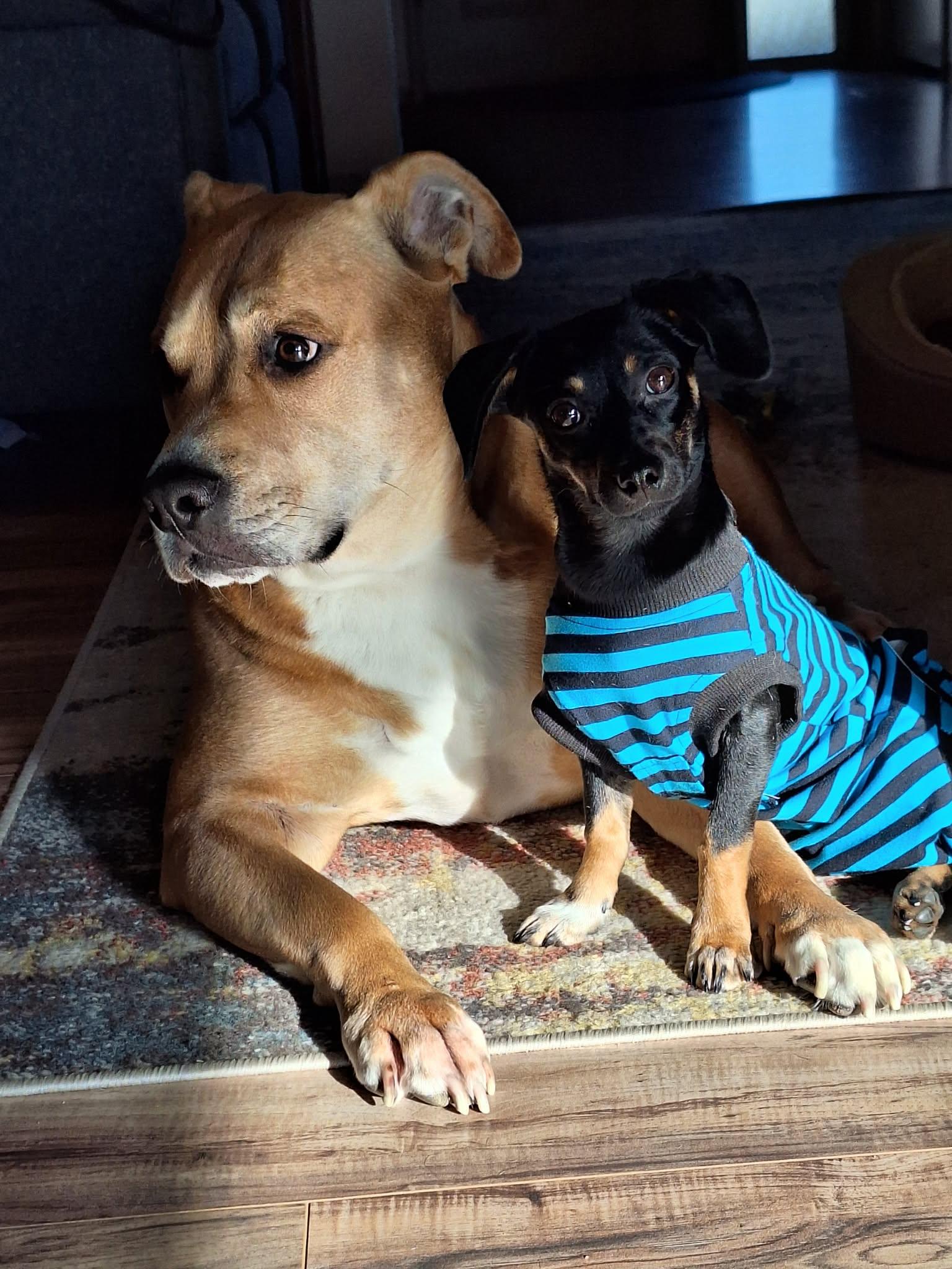 Vixen!, a ADOPTABLE mixed breed in Roseville, CA image 6/6