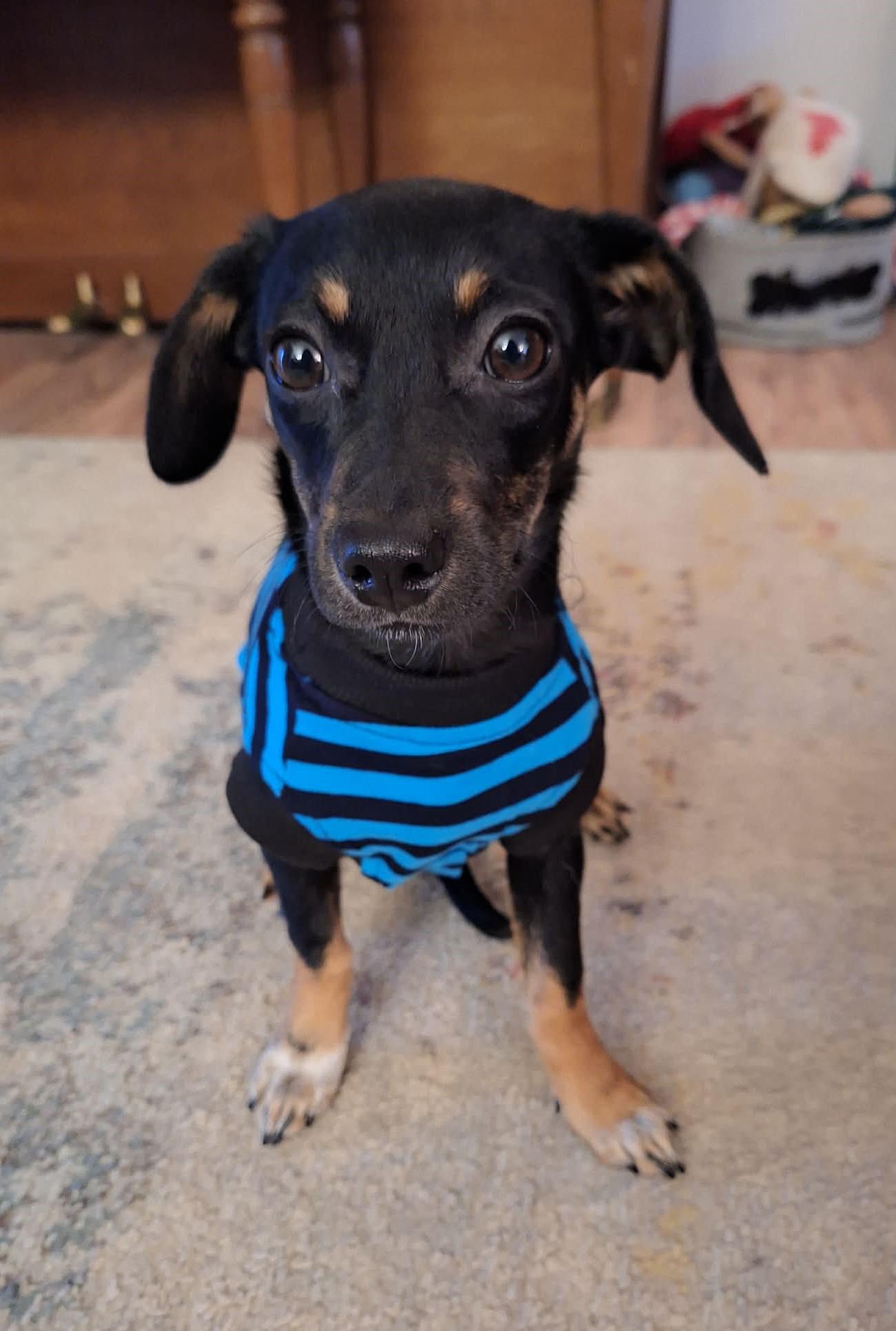 Vixen!, ADOPTABLE, Young Female Chihuahua.