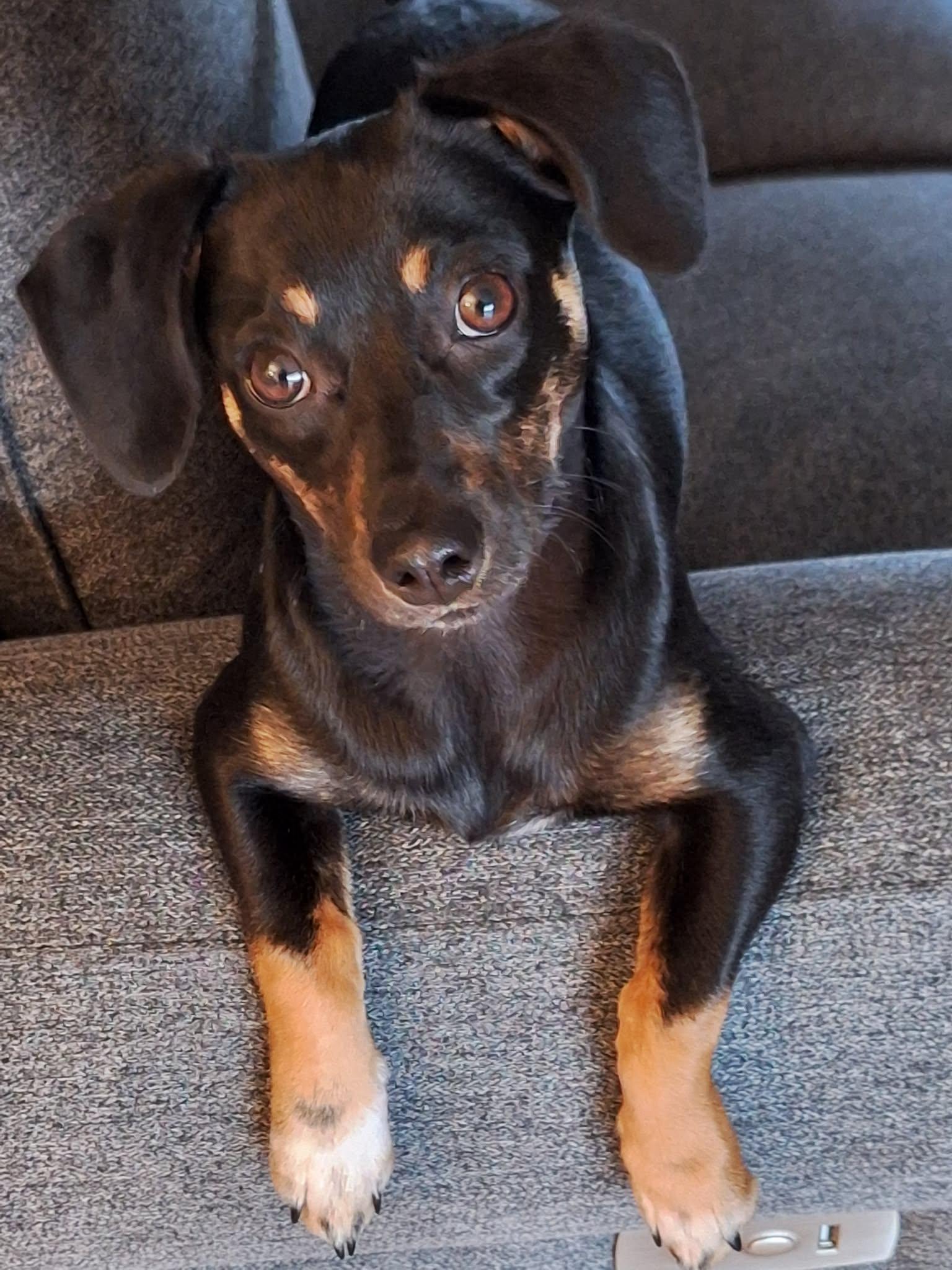 Vixen!, a ADOPTABLE mixed breed in Roseville, CA image 1/6