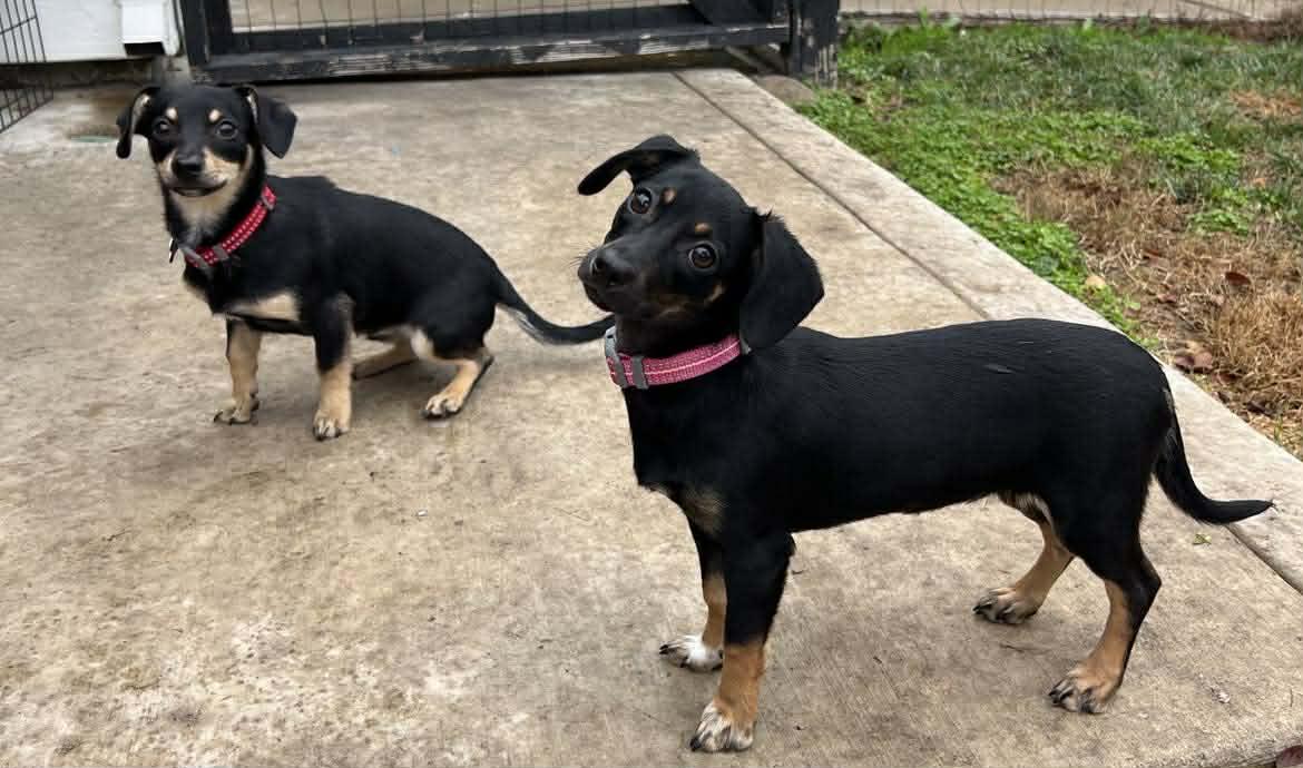 Vixen!, a ADOPTABLE mixed breed in Roseville, CA image 4/6