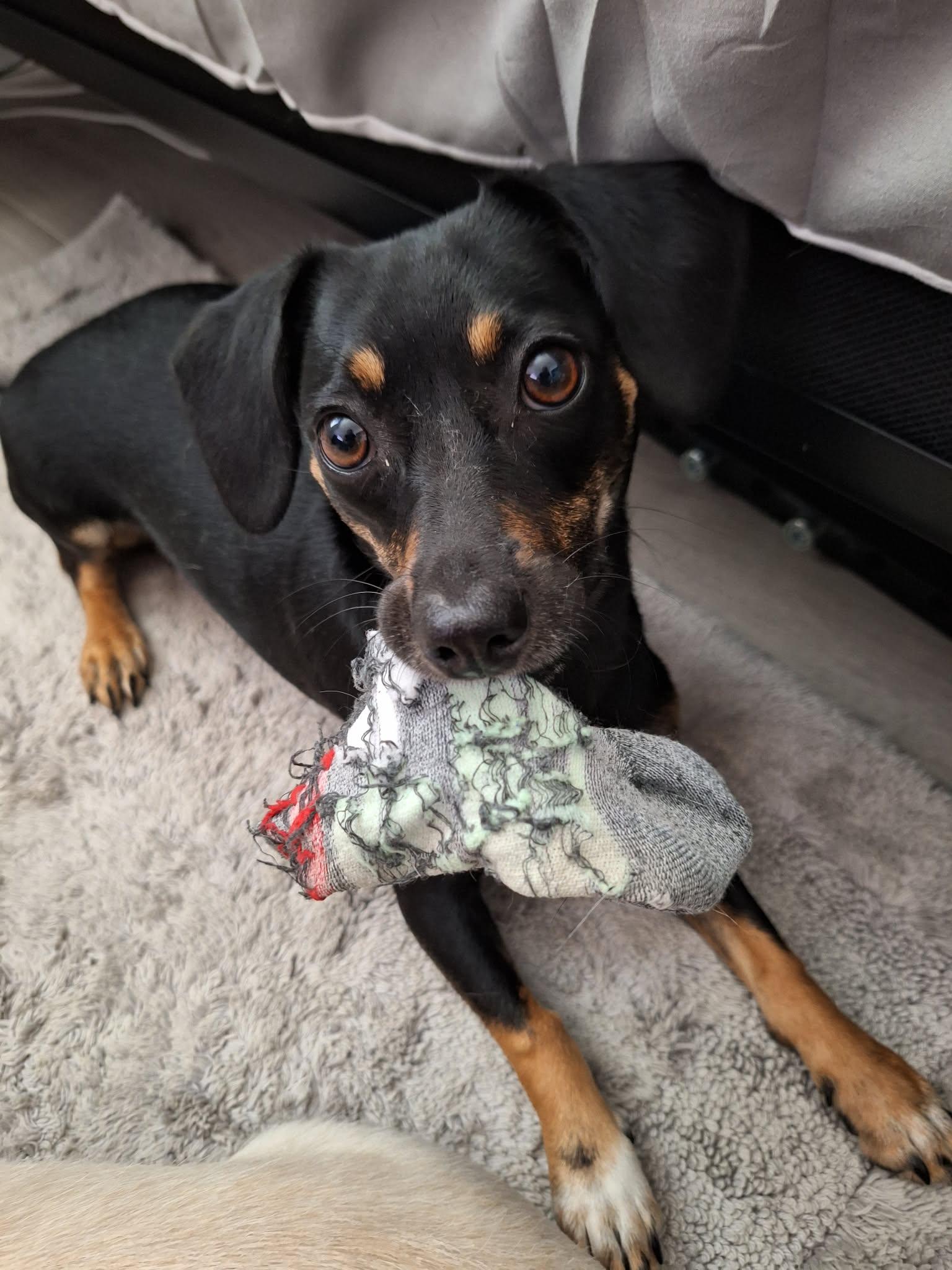 Enlarge Vixen!, an adoptable mixed breed in Roseville, CA image 2/6