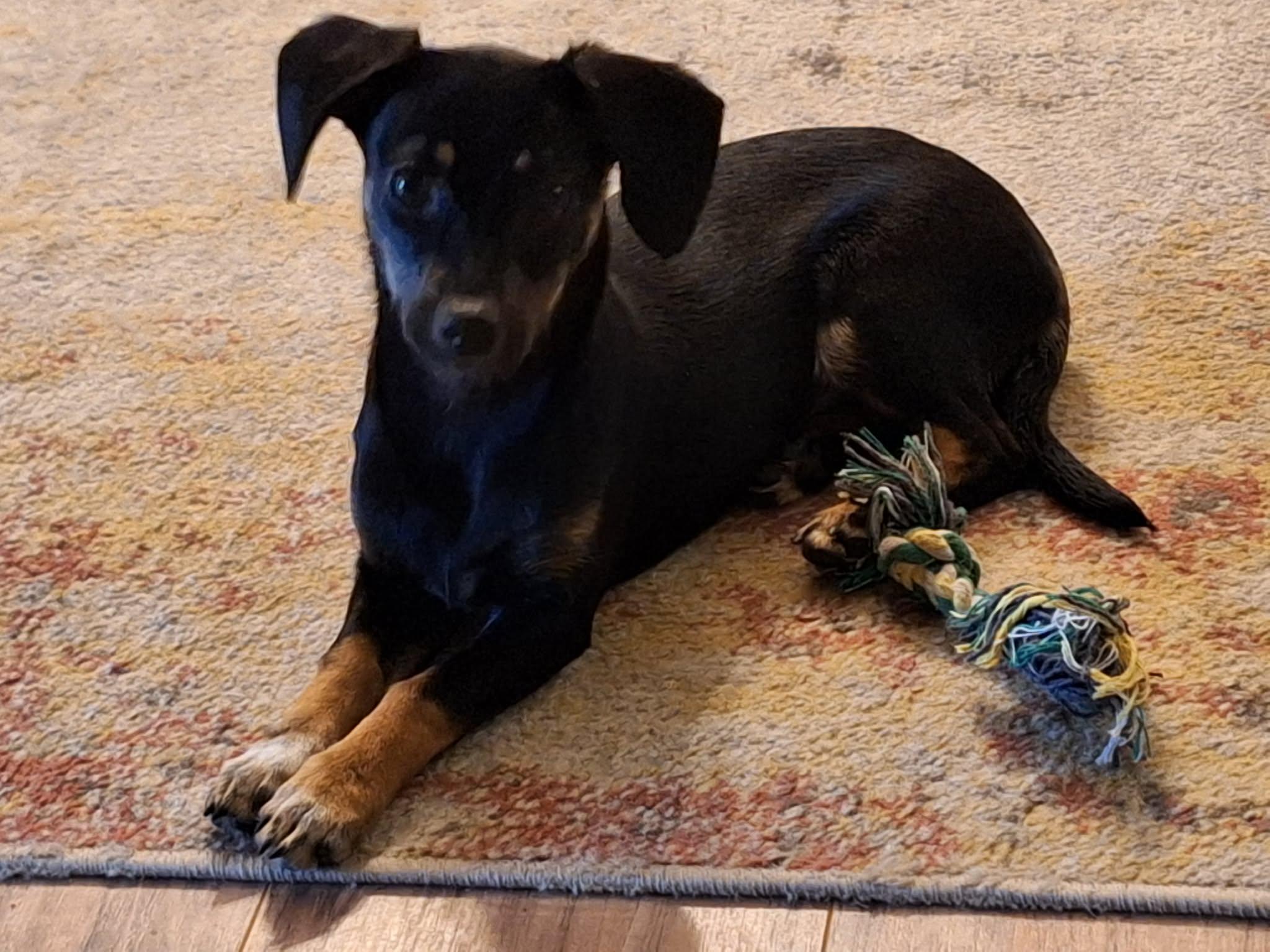 Vixen!, a ADOPTABLE mixed breed in Roseville, CA image 3/6