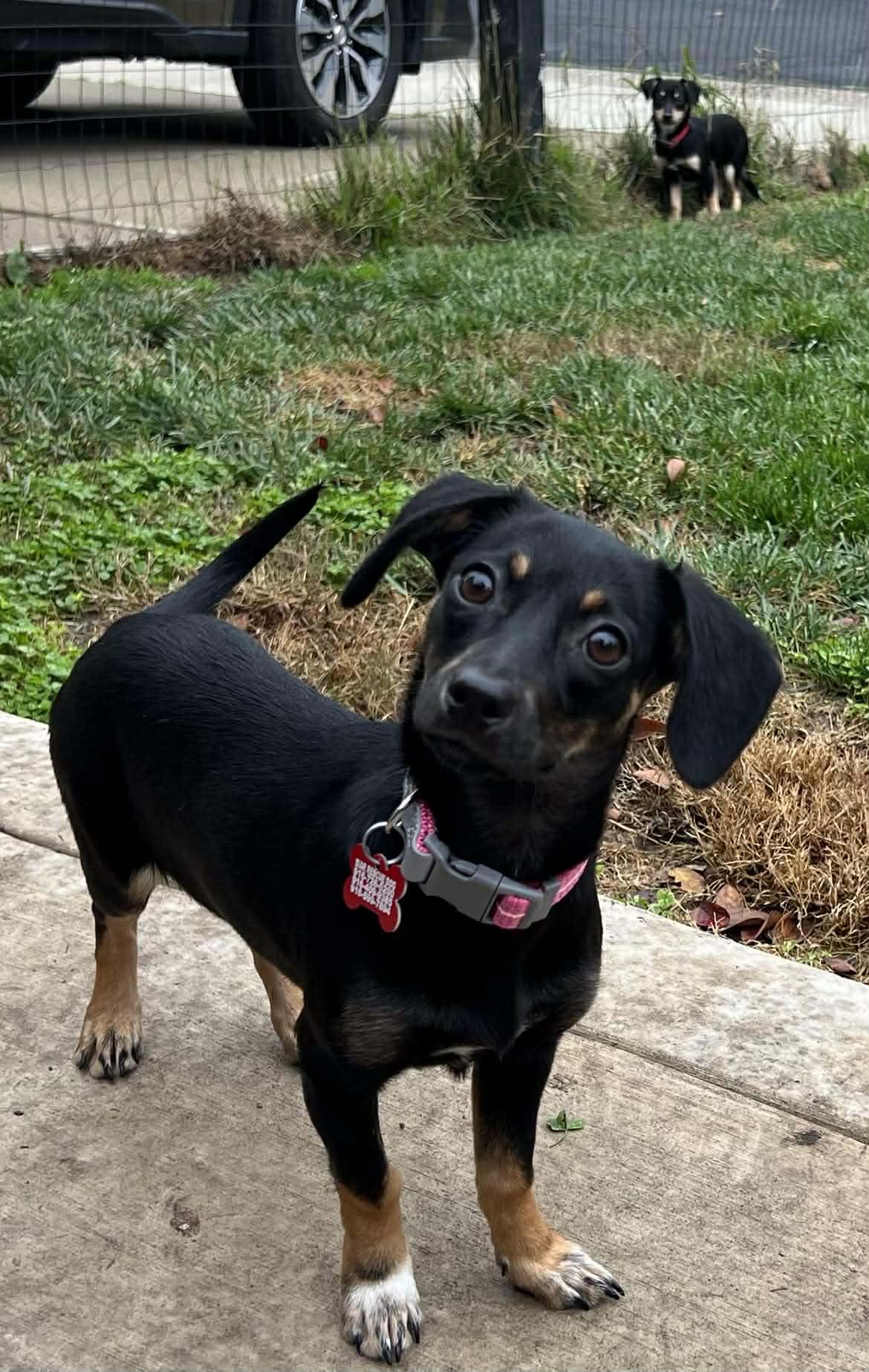 Vixen!, a ADOPTABLE mixed breed in Roseville, CA image 5/6