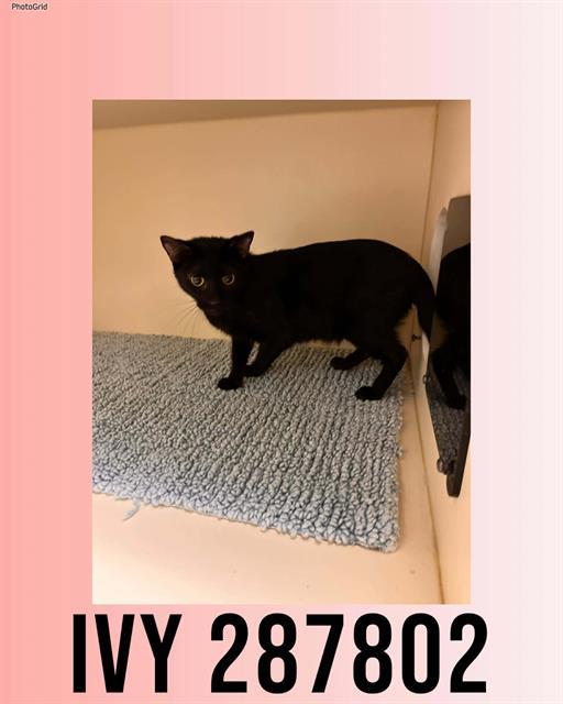 Enlarge IVY, a Adoptable Domestic Short Hair in Macon, GA image 1/1