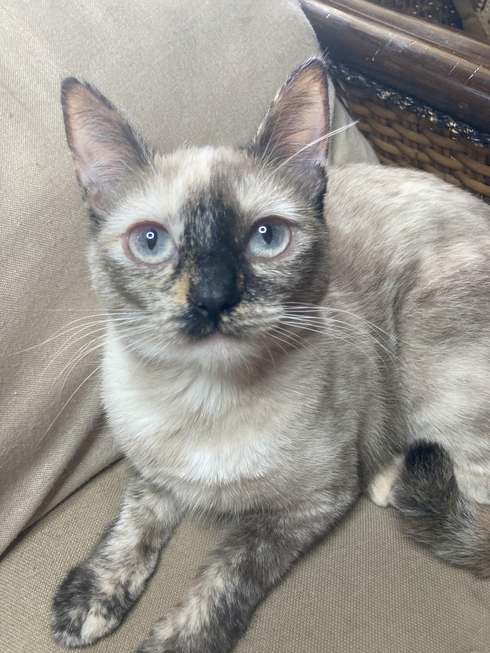Moka, Adoptable, Adult Female Domestic Short Hair & Siamese.