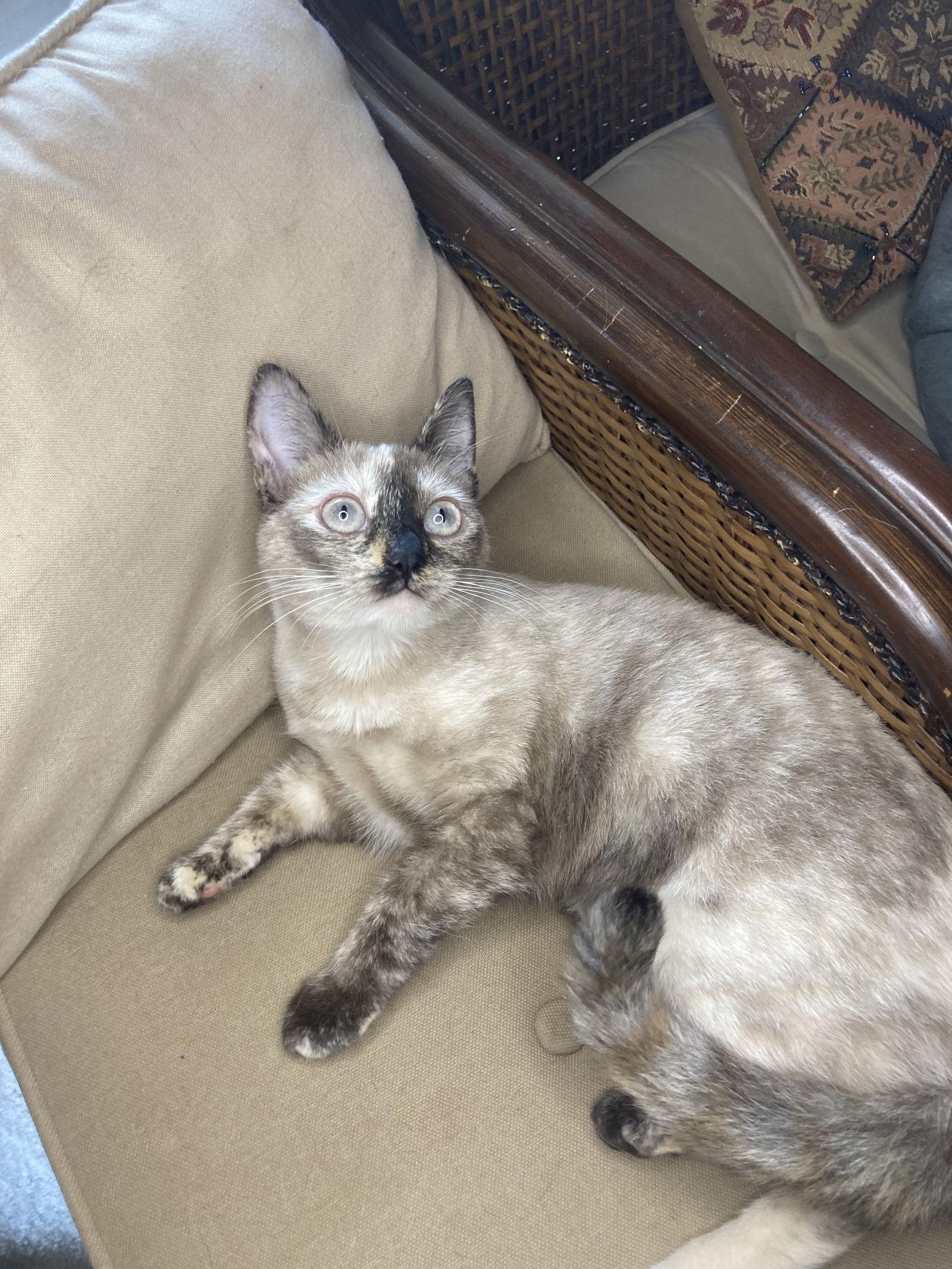 Enlarge Moka, a Adoptable mixed breed in San Diego, CA image 2/3