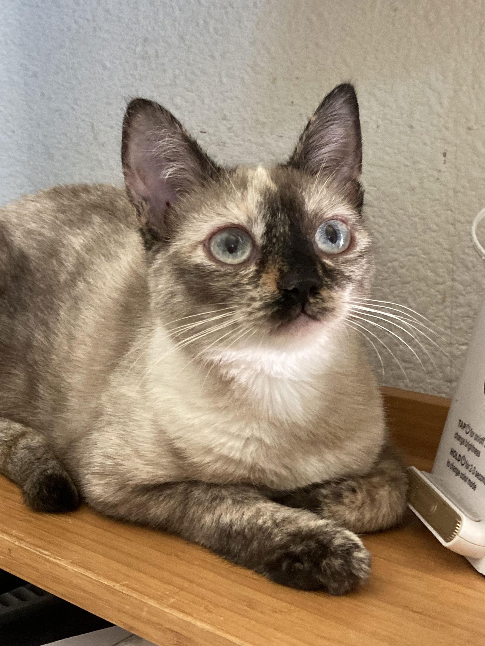 Enlarge Moka, a Adoptable mixed breed in San Diego, CA image 3/3