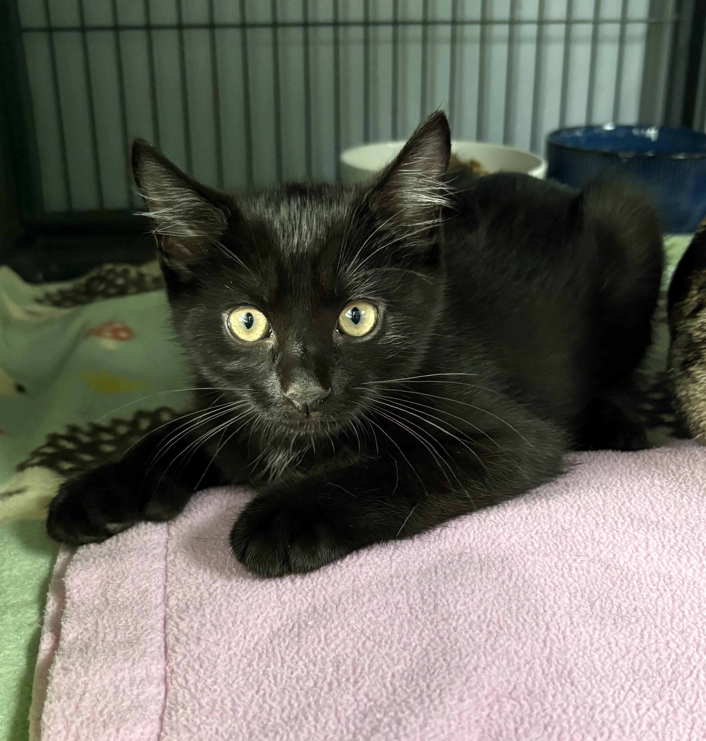Enlarge Tsu (domestic Medium Hair, black, male) Nami (tabby mom), an adopted Domestic Medium Hair in Columbus, OH image 2/6