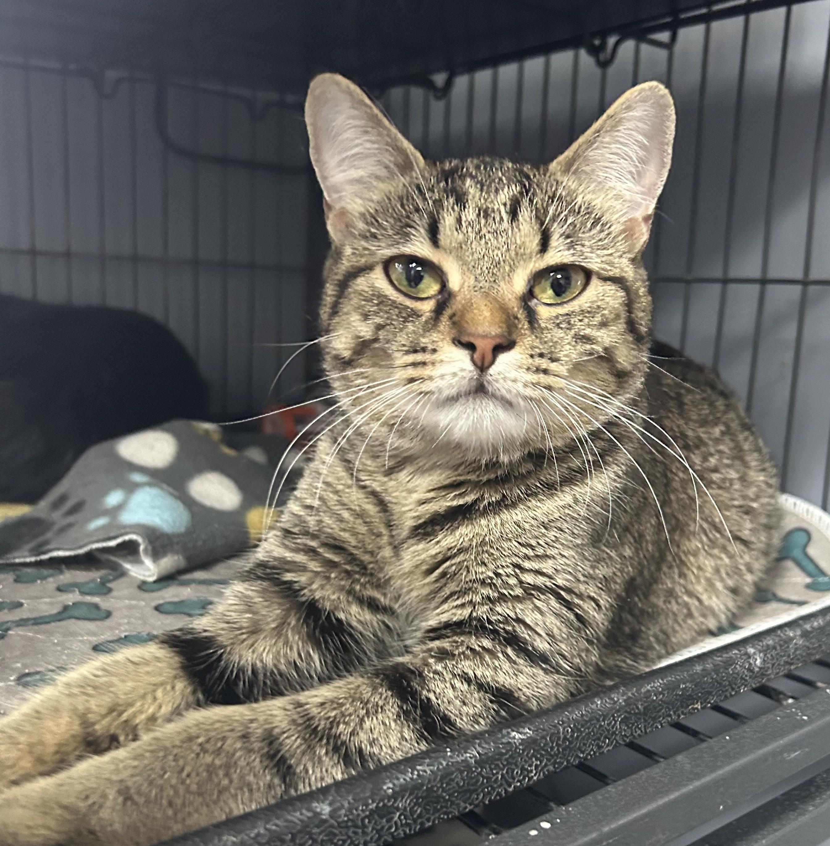 Enlarge Tsu (domestic Medium Hair, black, male) Nami (tabby mom), an adopted Domestic Medium Hair in Columbus, OH image 3/6