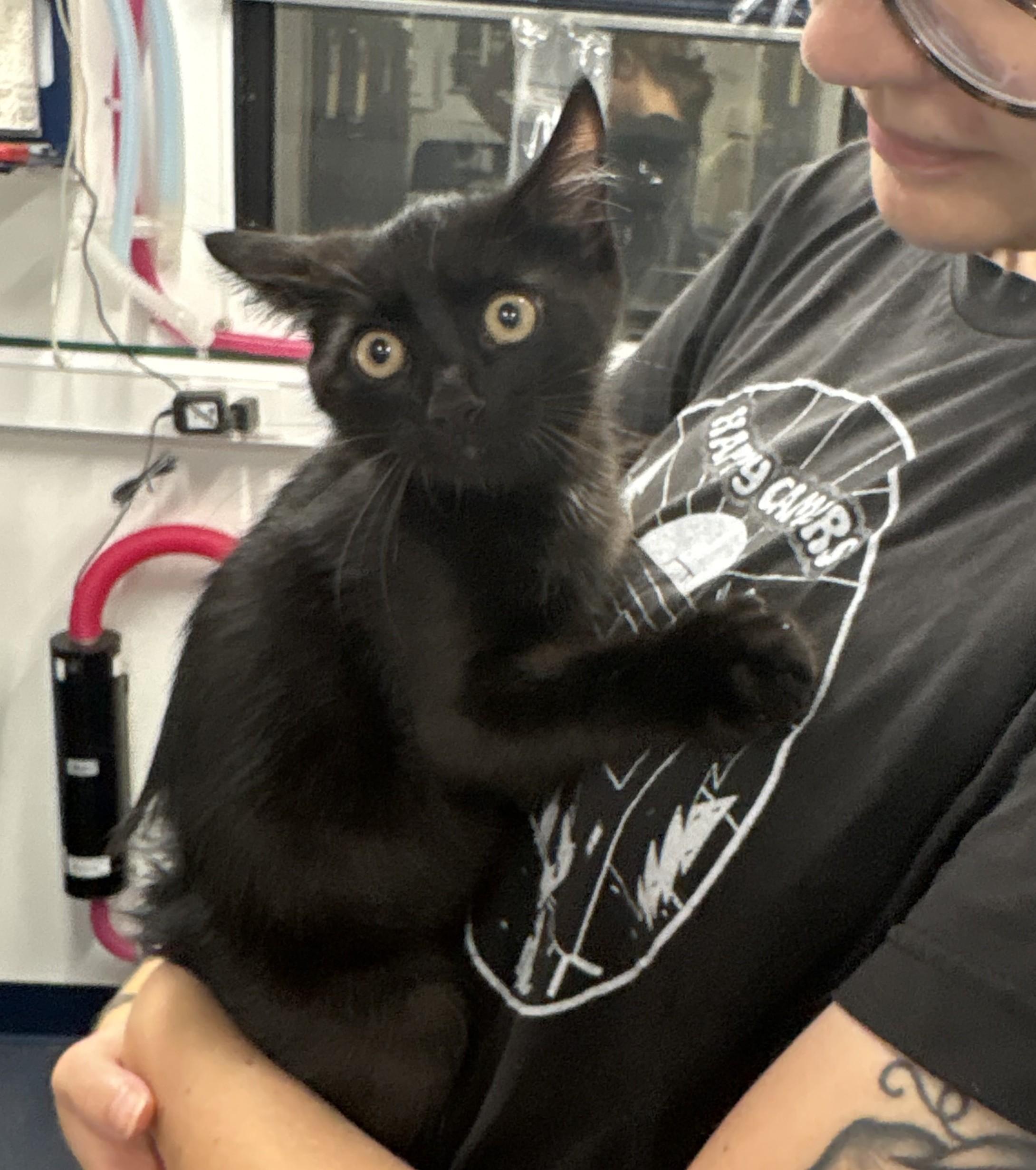 Enlarge Tsu (domestic Medium Hair, black, male) Nami (tabby mom), an adopted Domestic Medium Hair in Columbus, OH image 4/6