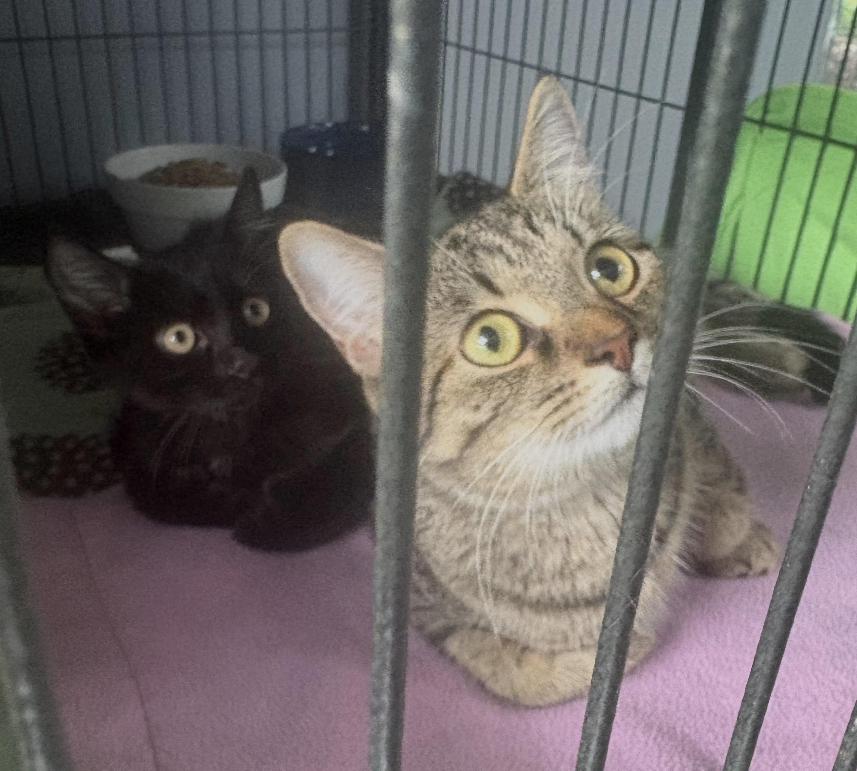Tsu (domestic Medium Hair, black, male) Nami (tabby mom), adopted, Kitten Male Domestic Medium Hair.
