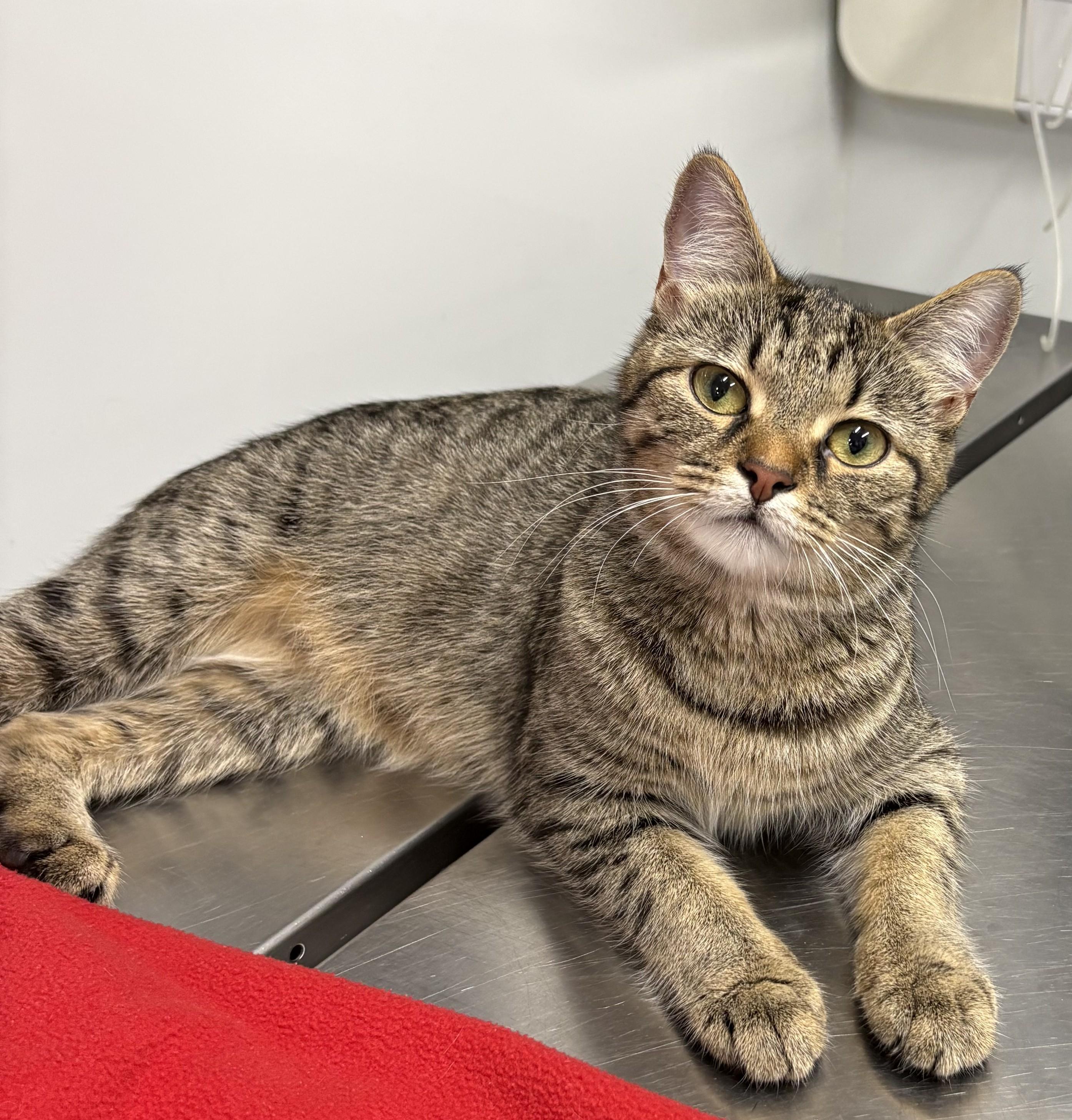 Enlarge Tsu (domestic Medium Hair, black, male) Nami (tabby mom), an adopted Domestic Medium Hair in Columbus, OH image 5/6