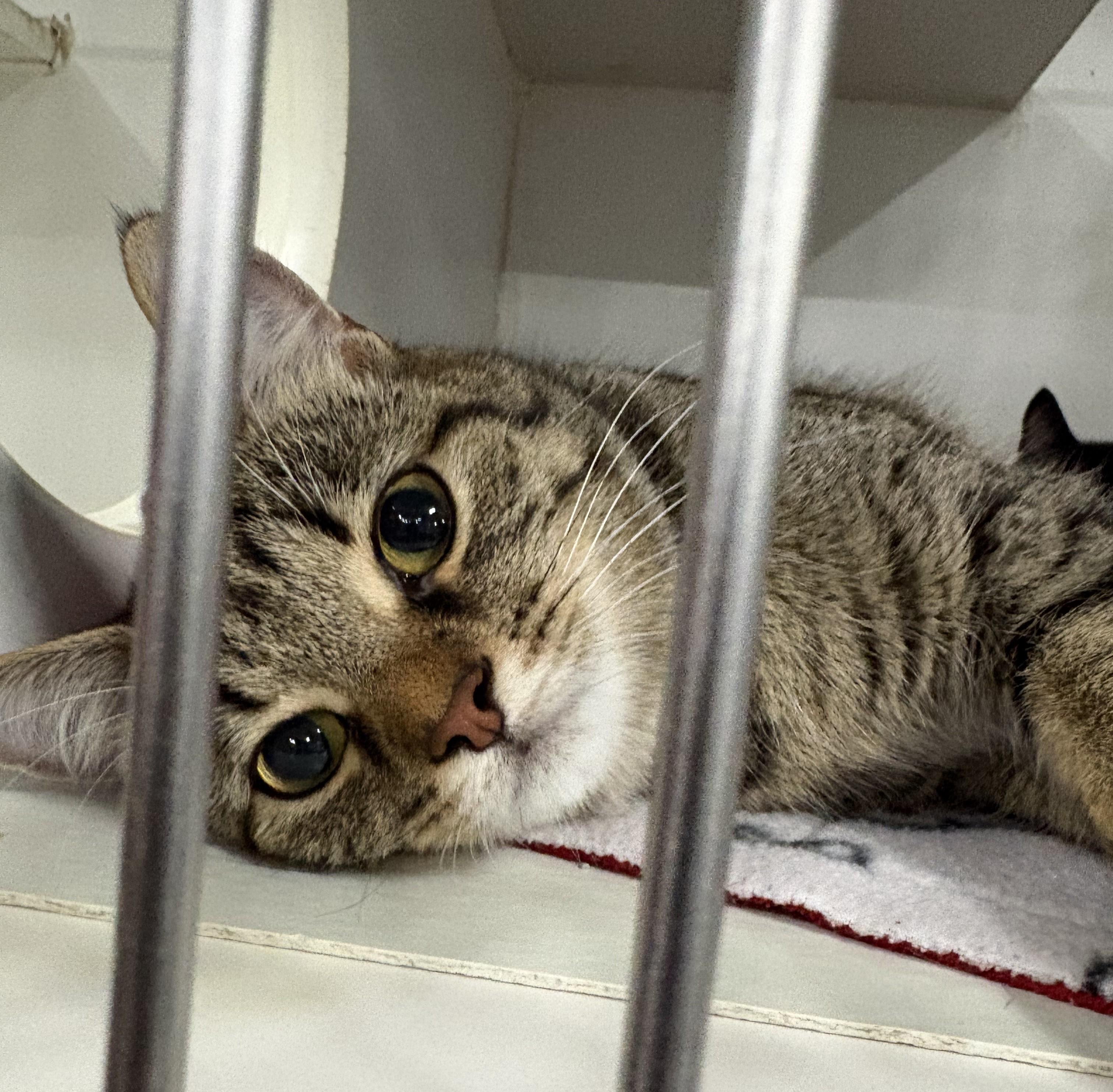 Enlarge Tsu (domestic Medium Hair, black, male) Nami (tabby mom), an adopted Domestic Medium Hair in Columbus, OH image 6/6