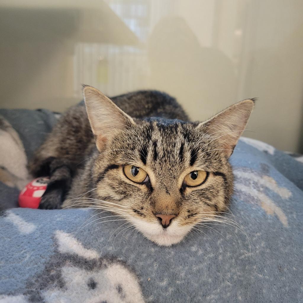 Enlarge Sally, a Adoptable mixed breed in Superior, WI image 1/1