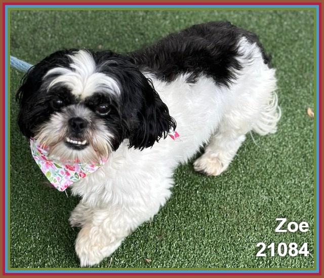 ZOE, adopted, Adult Female Shih Tzu & Lhasa Apso.