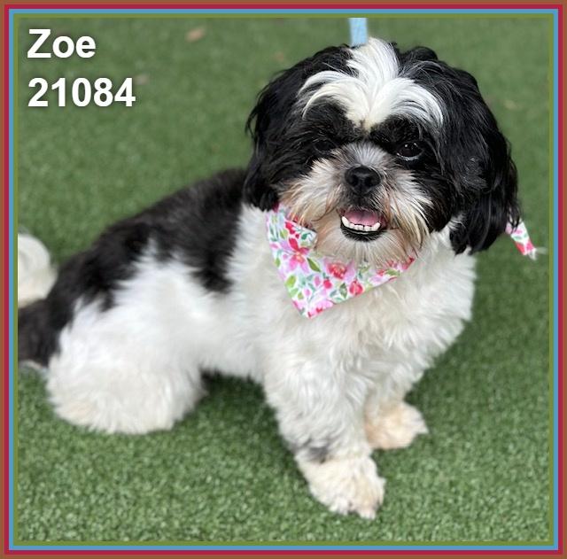 Enlarge ZOE, an adopted mixed breed in Marietta, GA image 2/6