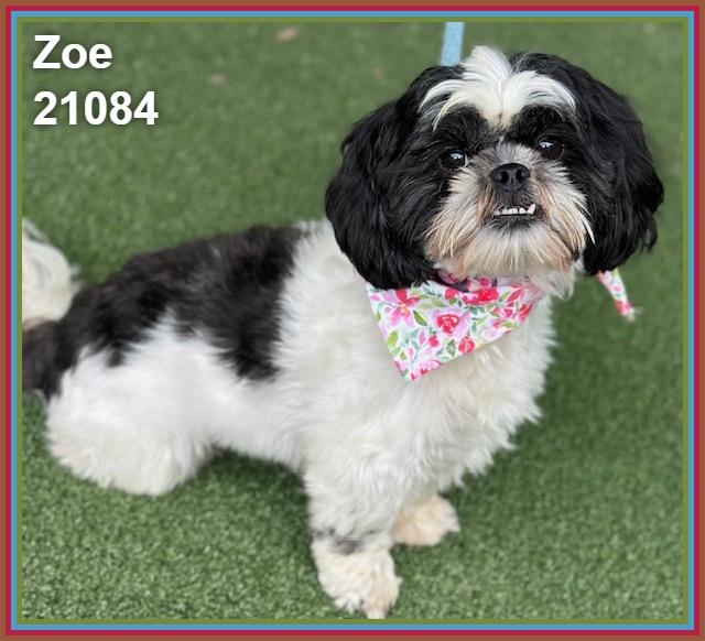 Enlarge ZOE, an adopted mixed breed in Marietta, GA image 3/6
