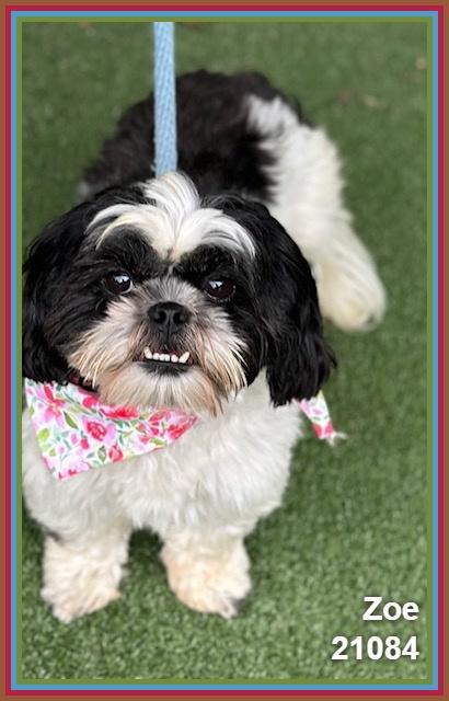Enlarge ZOE, an adopted mixed breed in Marietta, GA image 4/6