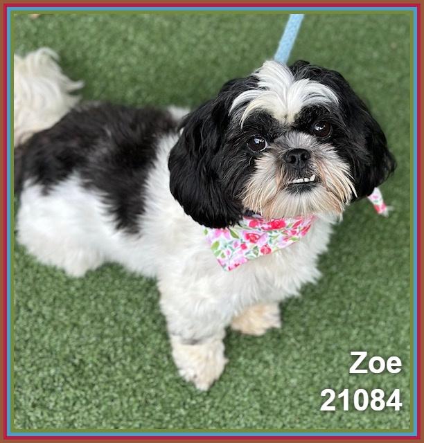 Enlarge ZOE, an adopted mixed breed in Marietta, GA image 5/6