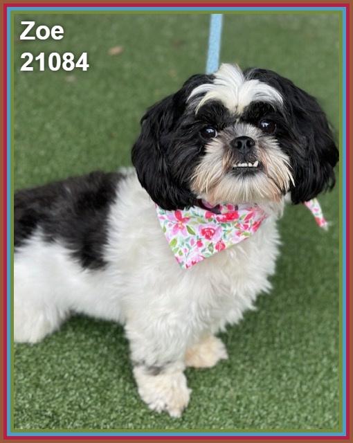 Enlarge ZOE, an adopted mixed breed in Marietta, GA image 6/6