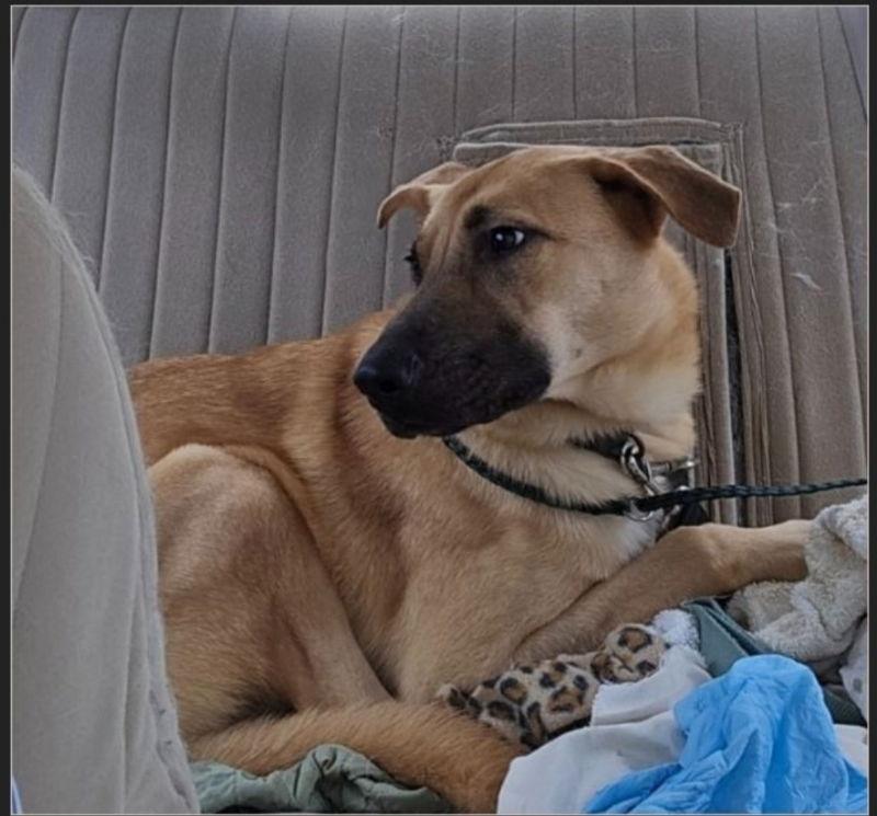 Persia, Adoptable, Young Female German Shepherd Dog.