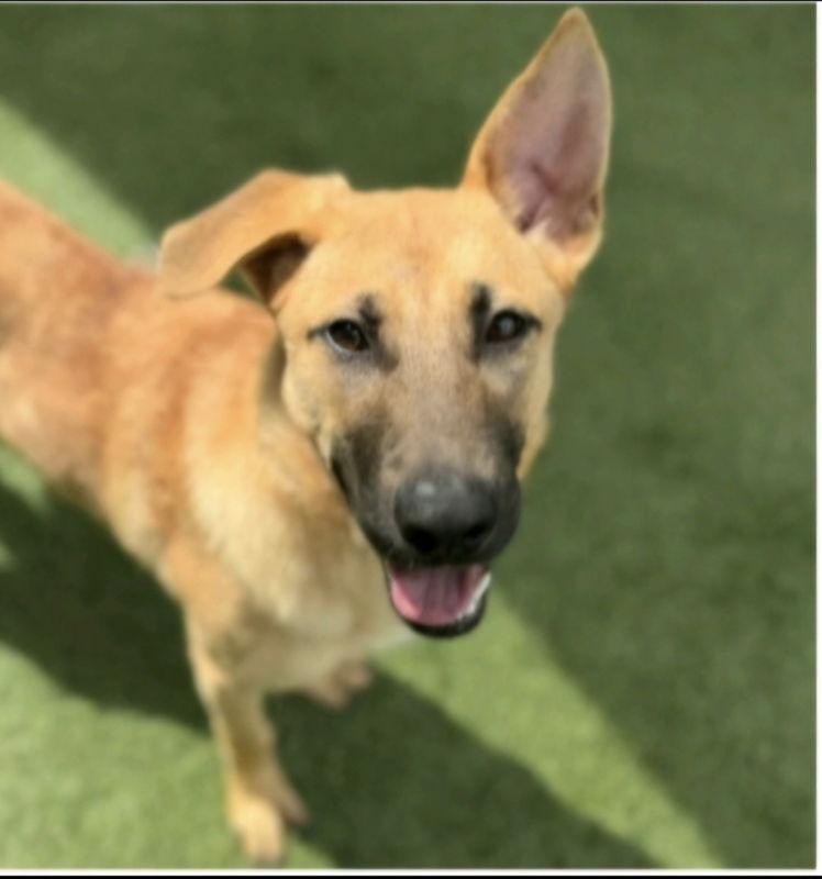 Persia, Adoptable, Young Female German Shepherd Dog.