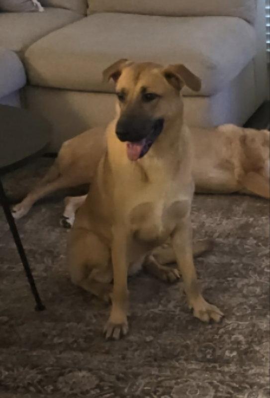 Persia, Adoptable, Young Female Anatolian Shepherd.
