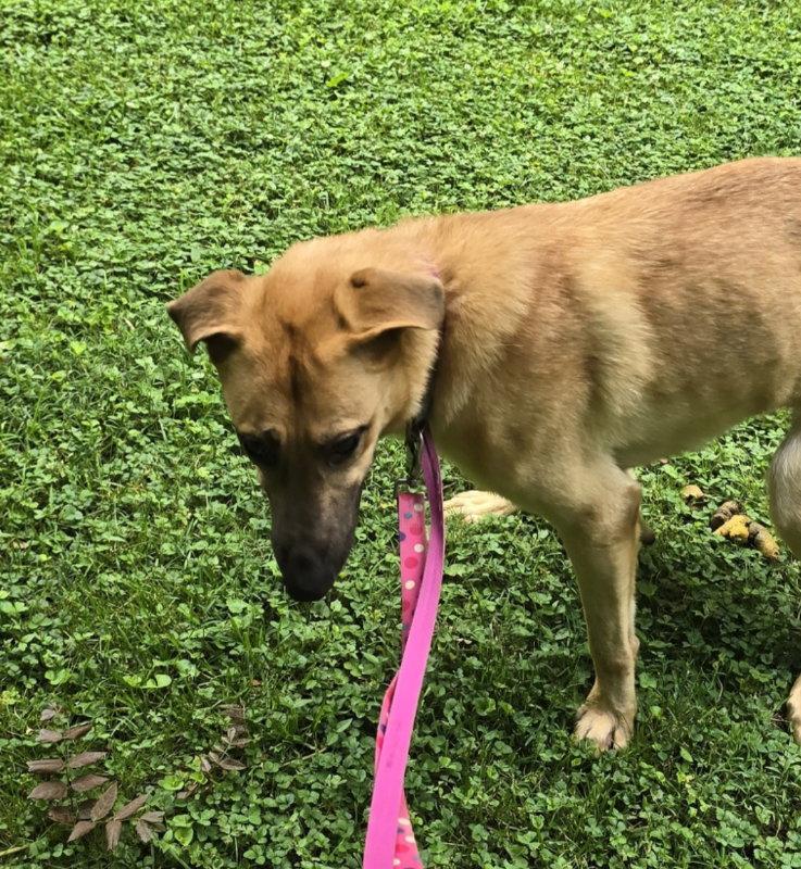 Persia, a Adoptable Anatolian Shepherd in Winston Salem, NC image 2/3