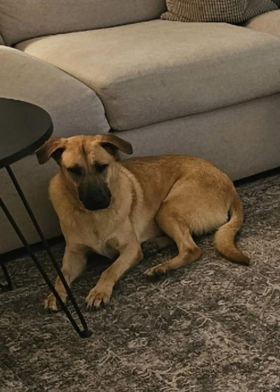 Persia, a Adoptable Anatolian Shepherd in Winston Salem, NC image 3/3