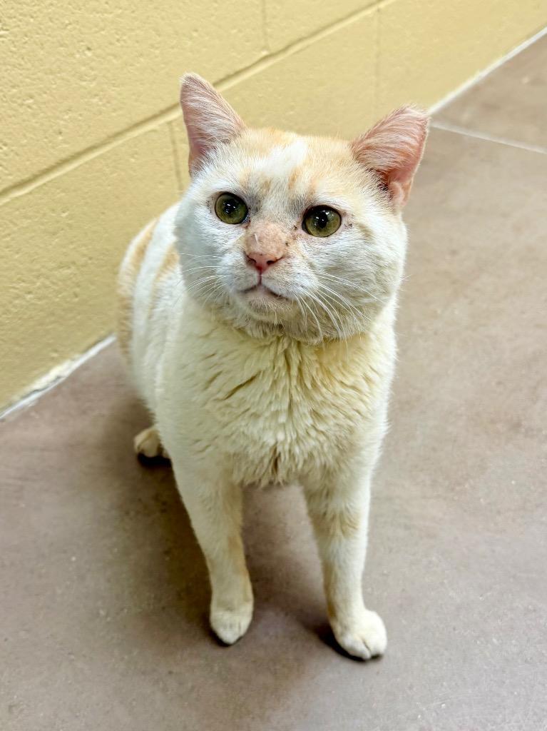 Enlarge Clark Griswold, a Adoptable mixed breed in Cincinnati, OH image 1/6