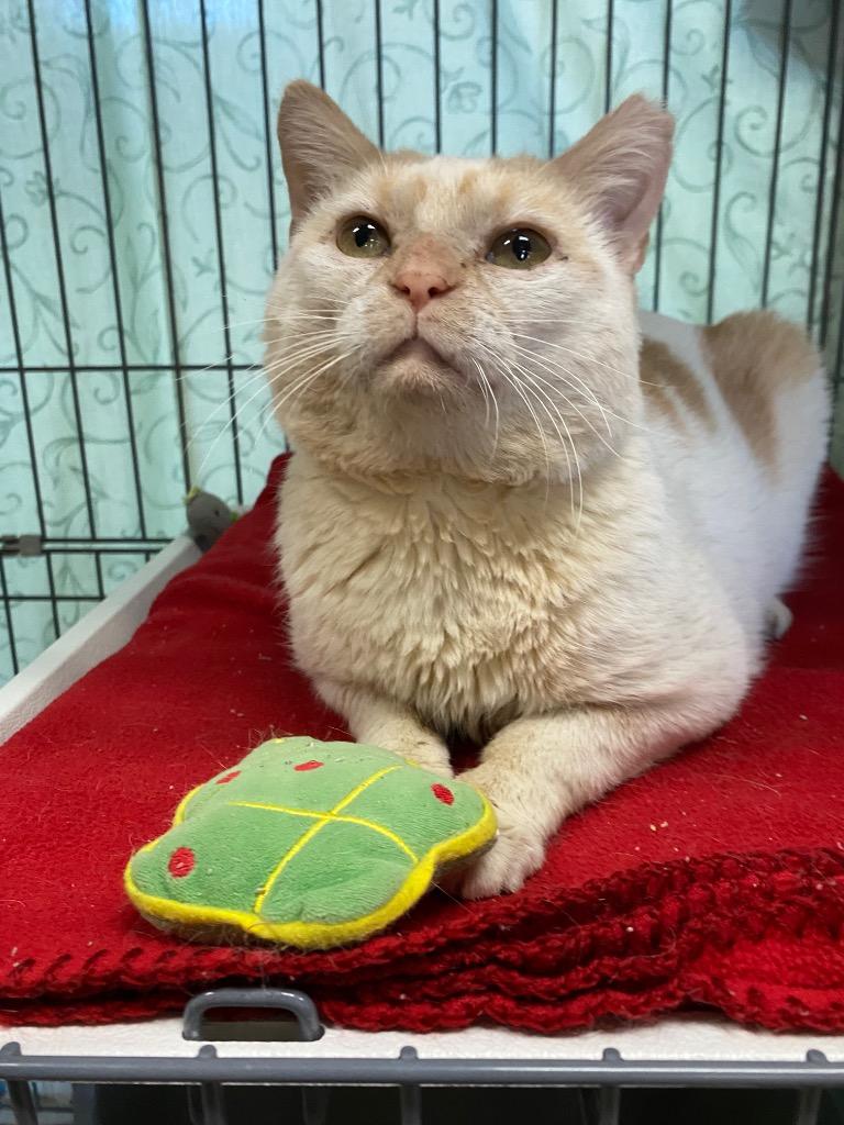 Enlarge Clark Griswold, a Adoptable mixed breed in Cincinnati, OH image 2/6