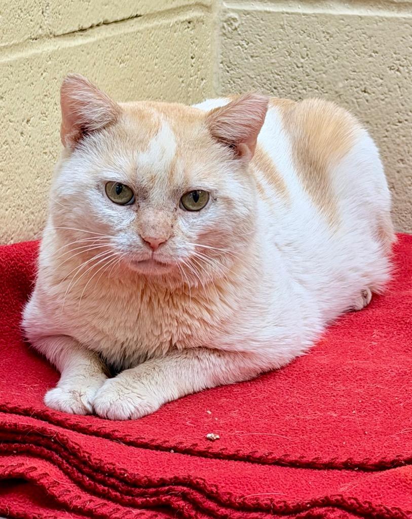 Enlarge Clark Griswold, a Adoptable mixed breed in Cincinnati, OH image 3/6