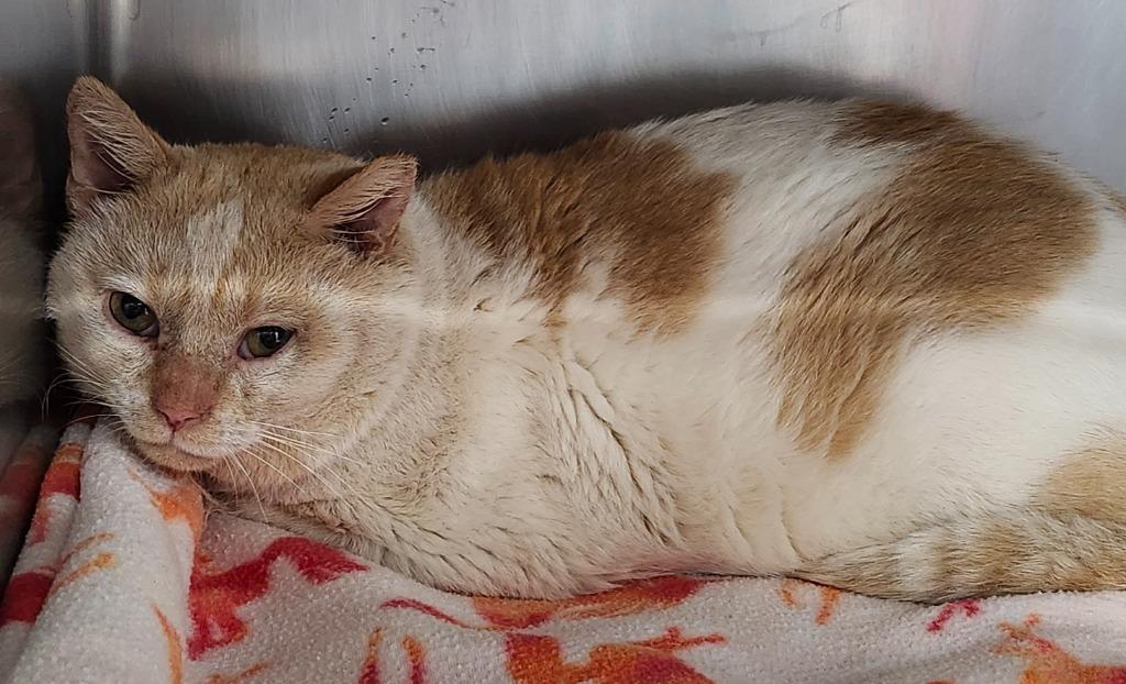 Clark Griswold thumbnail 4