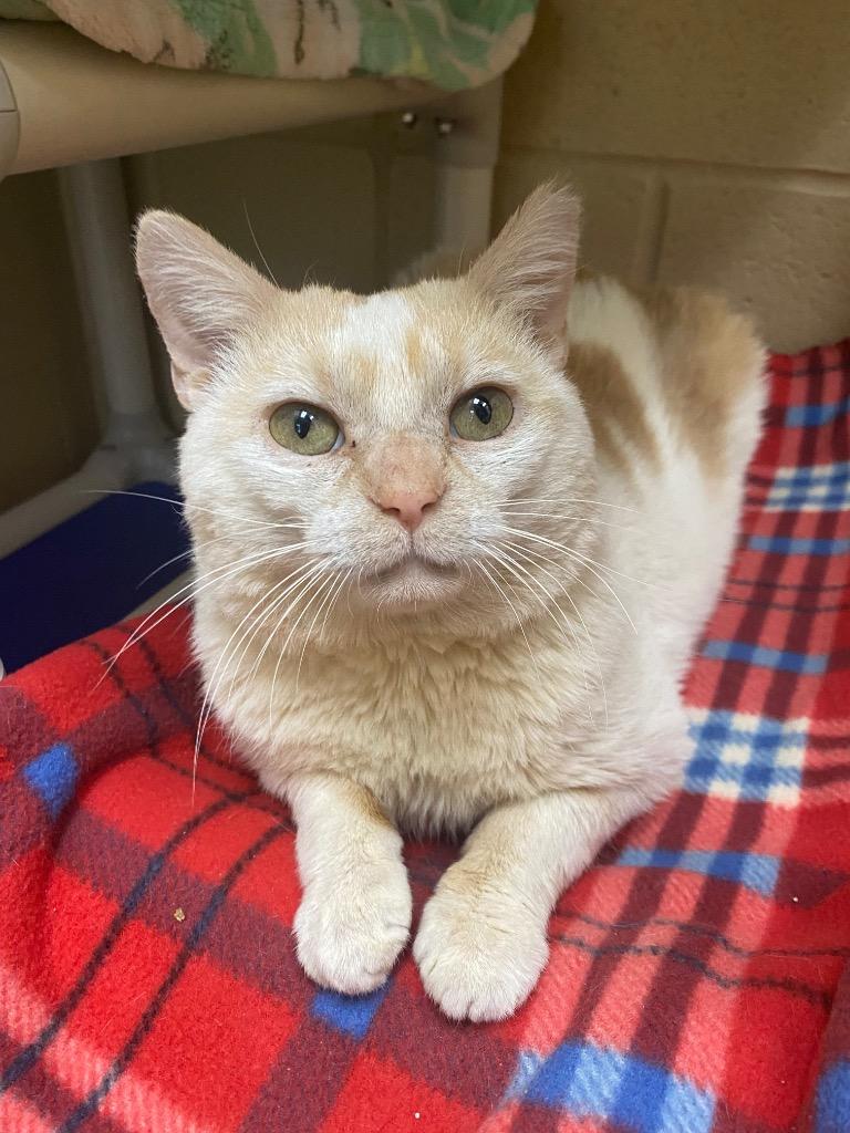 Enlarge Clark Griswold, a Adoptable mixed breed in Cincinnati, OH image 4/6