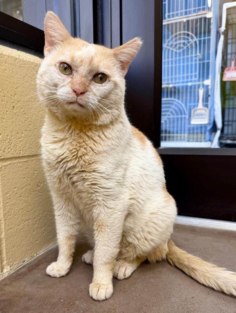 Enlarge Clark Griswold, a Adoptable mixed breed in Cincinnati, OH image 5/6