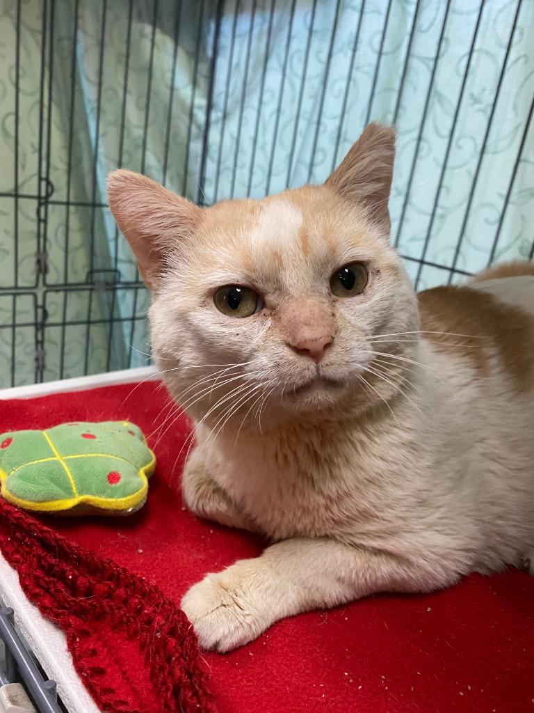 Enlarge Clark Griswold, a Adoptable mixed breed in Cincinnati, OH image 6/6