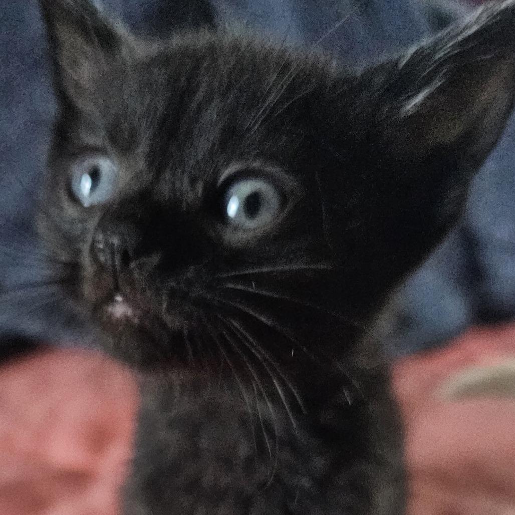 Enlarge Bugle, a Adoptable Domestic Short Hair in Grinnell, IA image 1/5