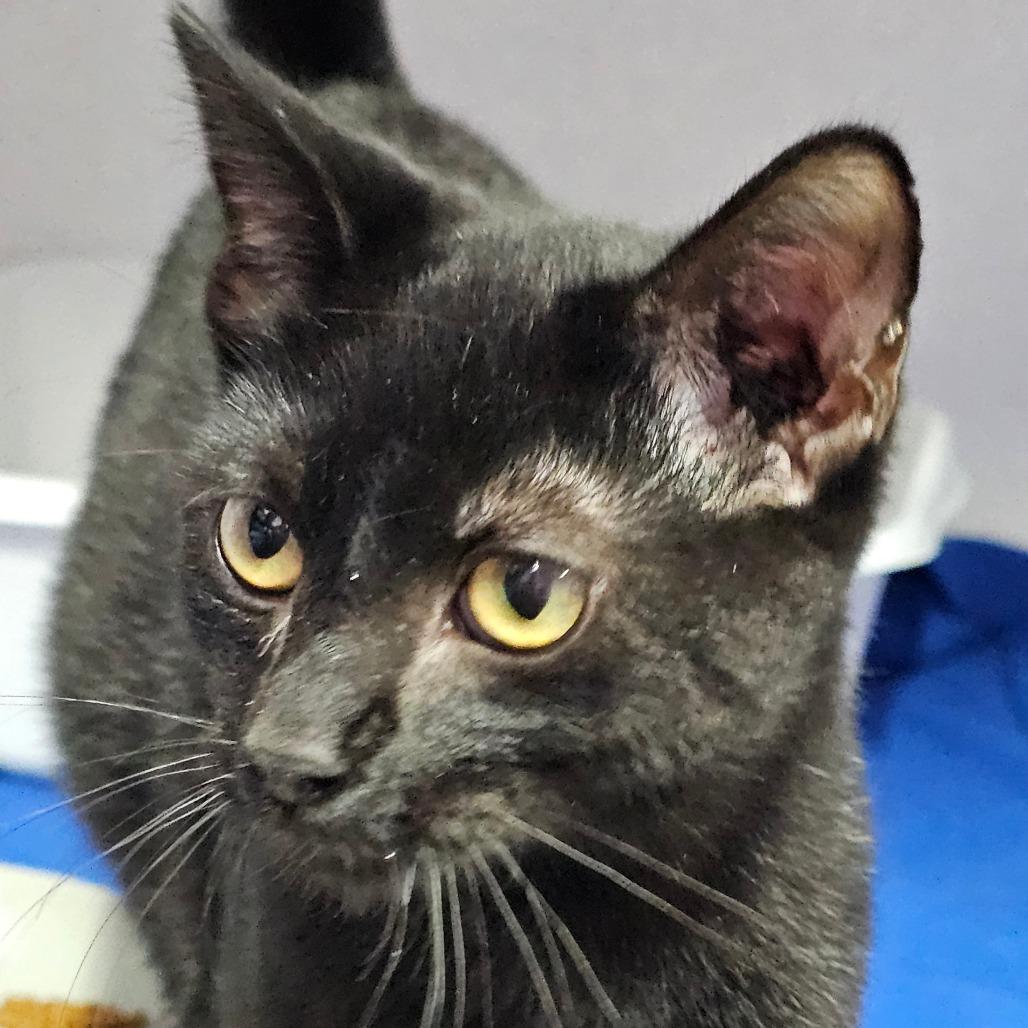 Enlarge Bugle, a Adoptable Domestic Short Hair in Grinnell, IA image 2/5