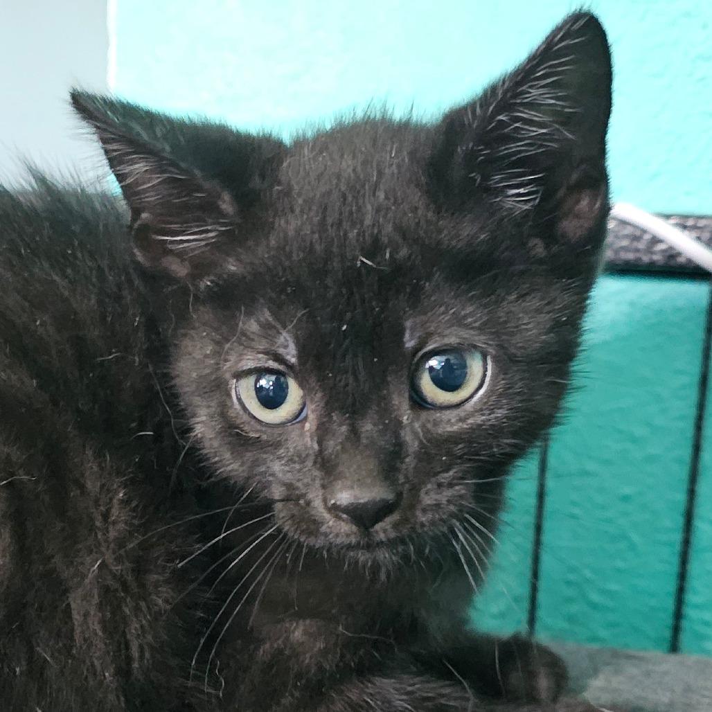 Enlarge Bugle, a Adoptable Domestic Short Hair in Grinnell, IA image 1/5