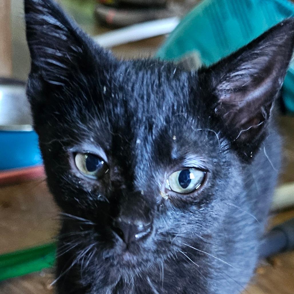 Enlarge Bugle, a Adoptable Domestic Short Hair in Grinnell, IA image 2/5