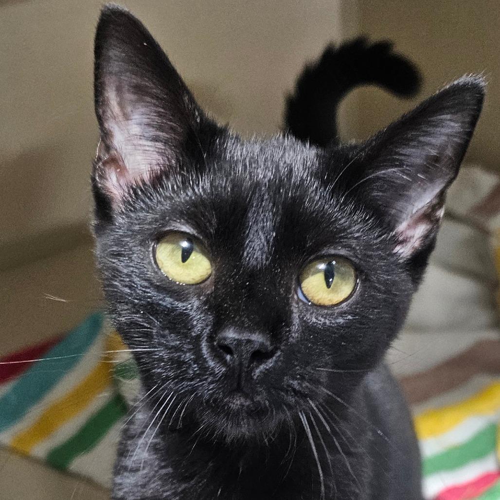 Enlarge Bugle, a Adoptable Domestic Short Hair in Grinnell, IA image 4/5