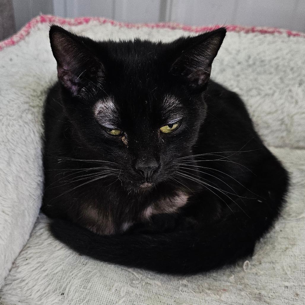 Enlarge Bugle, a Adoptable Domestic Short Hair in Grinnell, IA image 5/6