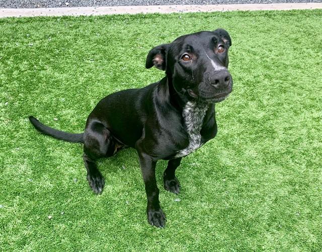 CHAZMIN, Adoptable, Young Female Labrador Retriever & Pit Bull Terrier.