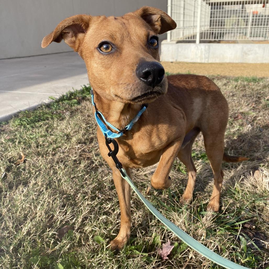 Teddy, Adoptable, Adult Male Terrier.