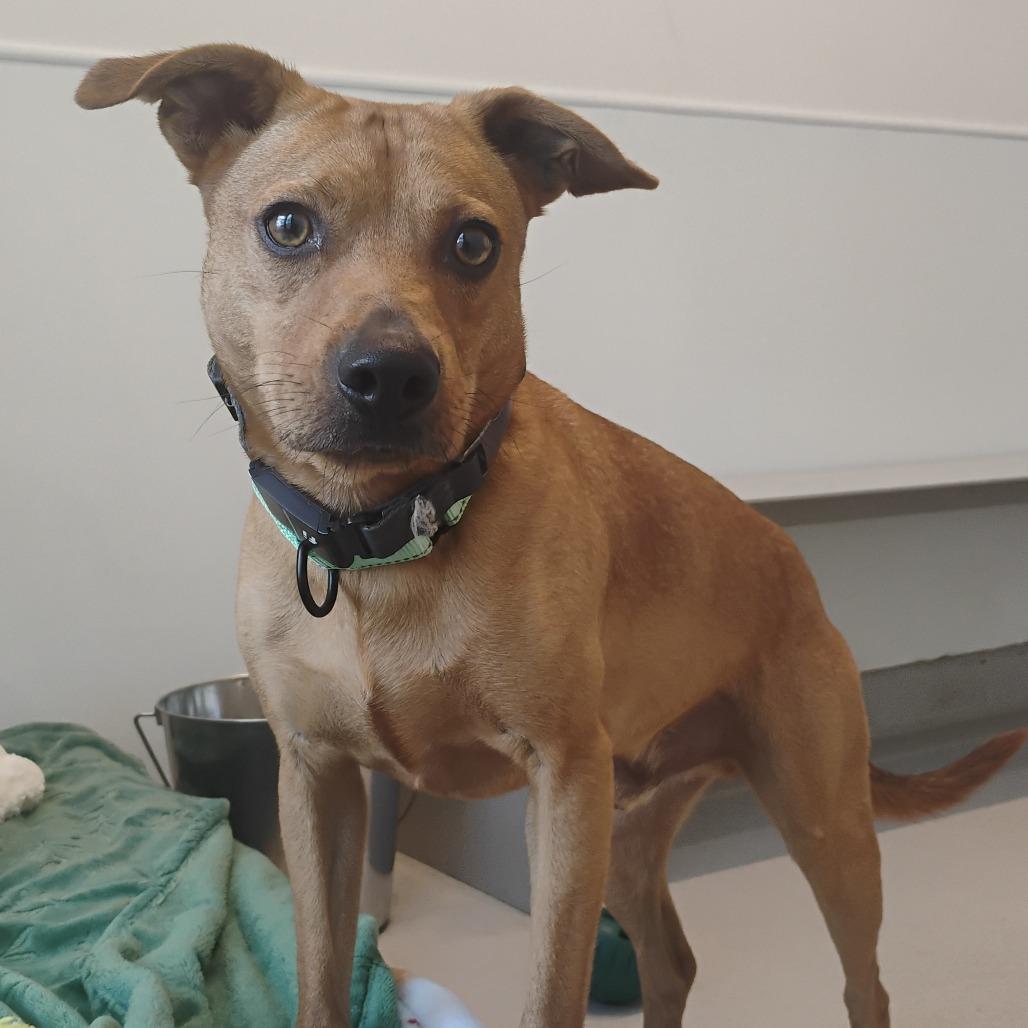 Enlarge Teddy, a Adoptable Terrier in Bentonville, AR image 2/4