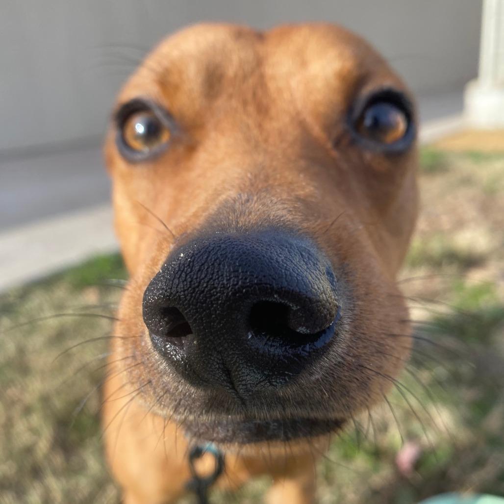 Enlarge Teddy, a Adoptable Terrier in Bentonville, AR image 3/4